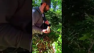Forest Foraging Food