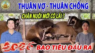 THUẬN VỢ - THUẬN CHỒNG CHĂN NUÔI MỚI CÓ LÃI  ? 2026 BAO TIÊU ĐẦU RA  |10 PHÚT LÀM GIÀU