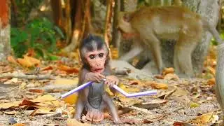 🔴LIVE Baby Monkey Hugging Mom | Sweet Bond Live 🐵❤️