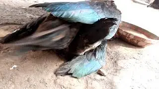 Muscvy Duck  Heat Hart Mating 2021