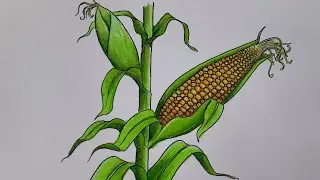 TUTORIAL MUDAH MENGGAMBAR JAGUNG // TANAMAN JAGUNG // GAMBAR JAGUNG // JAGUNG KELIHATAN BIJINYA