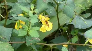 Marmalade Hoverfly Hovering before Visiting Touch-me-not Balsam Flowers to Lick Pollen 240fps