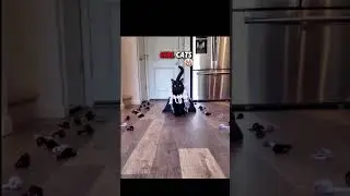 girls cats Vs boys cats #troolface #foryou #foryoupages #viral