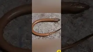 Synbranchiformes