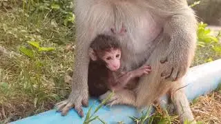 So cute! Nelson Newborn monkey | How lovely new baby monkey