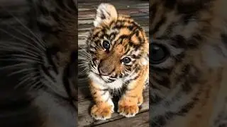 When Fierce Meets Fluffy: The Cutest Tiger Stare Ever! 🐯💛