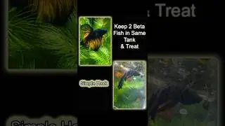 Treatment Hack of Beta Fish