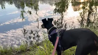 remy the manchester terrier goes for a walk in the forest