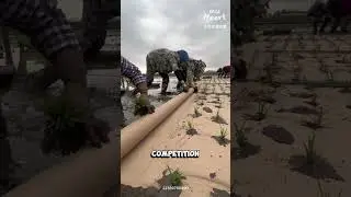 Why Farmers Roll Paper on Fields