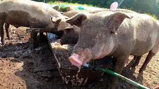 Un Autre Bain de Boue avec les Cochons @ La Ferme Verte - 2020-07-07
