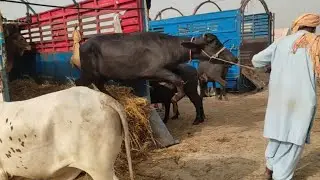 buffalo | buffalo unloading popular video | buffalo video 2022