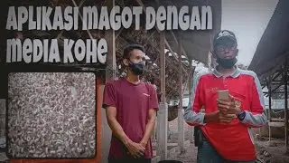 Budidaya maggot media kohe di bawah kandang ayam petelur