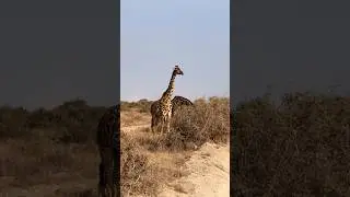 Giraffe 🦒