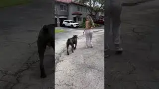 I MEAN ITS TRUE… 🤣 #canecorso #trending #comedy #shorts