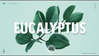Eucalyptus Explained: The Powerful Leaf That Crossed the Line Between Medicine and Spice