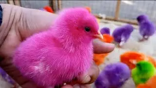 Cute Chicken Videos Video Paling Lucu | Kumpulan Ayam Imut Warna Warni Terbaru