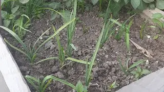 How to grow Garlic/Lasson🧄 | Garlic Plants