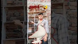 Pigeon loft introduction part 1 😲👍|#shorts #birds  #shortsfeed  #kabutarbazi #kabutar #pigeon