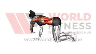 Kneeling Cat Cow Diagonal Reach Stretch Demo
