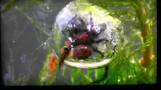 Under water spider