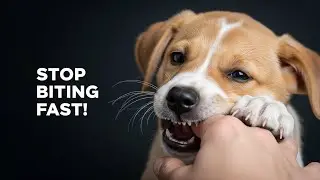 Stop Puppy Biting in Seconds! The &ldquo;OUCH&rdquo; Method That Actually Works