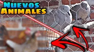 4 Nuevos integrantes!! Nos donaron 2 animalitos :D || SuperDanii