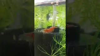 Mama Shrimp giving birth❤️🦐
