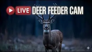 🔴 LIVE: 24/7 Feeding Whitetail Deer🦌 Relaxing Wildlife ASMR