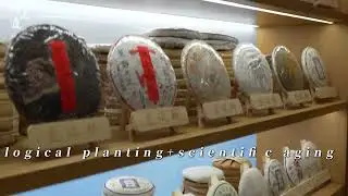 Ecological planting + scientific aging! #Tea#fudingwhitetea#greenteabenefits#greentea#Pu'er tea