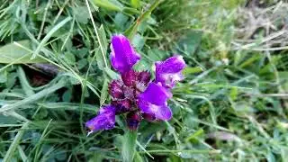 Prunella grandiflora (Large Selfheal)