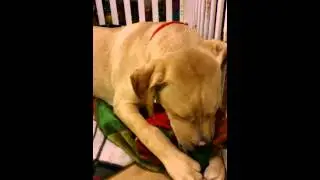 Ochoco Shultz nursing his blanket.mp4