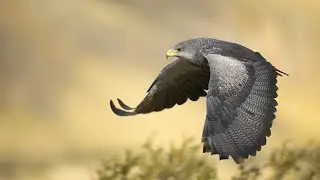 ANIMALES DE PODER 3. LA TORTUGA🐢, EL HALCON🦅 Y LA BALLENA🐳