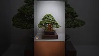 Magical Myrtus Bonsai🌳