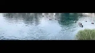 Ducks in the water, helicopter flies above.