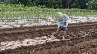 SMART FARMERS&rsquo; TRICK: MIX DOLOMITE LIME ON FIELDS USING A SIMPLE HOE - Agriculture Farming