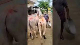 🐄🐄Ma Inti Govulu 🐄🐄