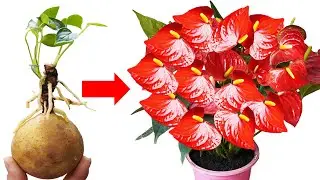 P0TATOES: Extremely Effective Anthurium Recovery Formula for WEAK Plants