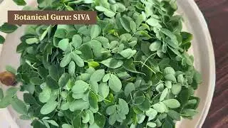 Moringa Oliefera. The Balinese Super Food.