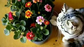 cute cat is playing in the flower garden #catvideos #cataiimages #catlover #cuteanimals