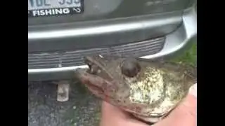 Nice Eating Walleye