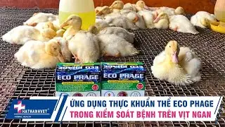 Ứng dụng thực khuẩn thể ECO PHAGE trong chăn nu&ocirc;i vịt ngan | hathanhjvet