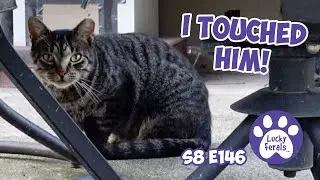 Humidity Flea Control, Touching A Feral Cat, New Kicker Toys For 9 Cats  - Lucky Ferals Vlog S8 E146