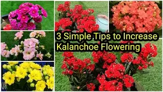 Kalanchoe Flowering Tips, Care & Propagation | കലാഞ്ചിയോ ചെടി ഒത്തിരി പൂക്കാൻ 3 ടിപ്സ്