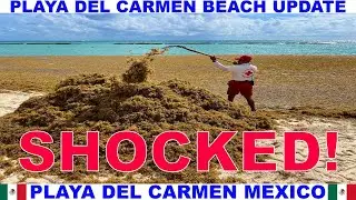 PLAYA DEL CARMEN MEXICO BEACH AND SEAWEED UPDATE -  I AM SHOCKED AT THE AMOUNT OF SEAWEED! STINKS!