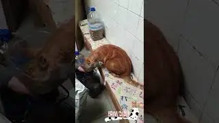 Cat Asking for Food - Cat Eating - Funny Cats - Bravo Dada! #Shorts