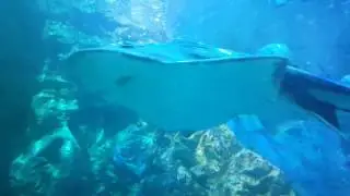 Shark's in Blackpool