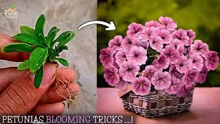6 приемов, которые помогут петунии процветать! (Следуйте пошагово)