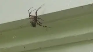 Spiders Take Over Front of Home in Colts Neck, NJ