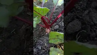 Beetroot carrot farming my agriculture land #trending #shorts