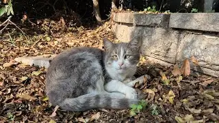 This Cross Eyed Cat Is the Cutest in the World!